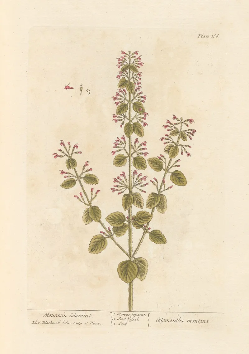 Mountain Calamint Wall Art by Elizabeth Blackwell - High-Resolution Digital Print