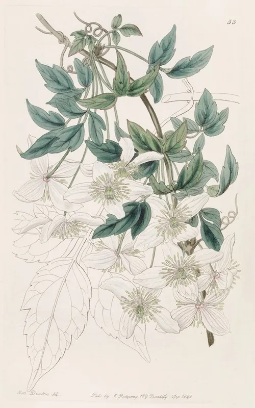 Mountain Clematis Wall Art by Sydenham Edwards - High-Resolution Digital Print