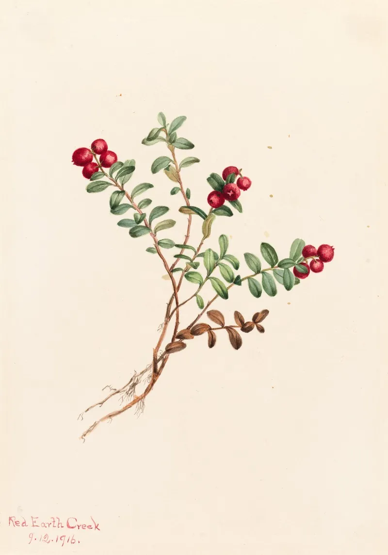 Mountain Cranberry Vaccinium Vitisdaea Minus