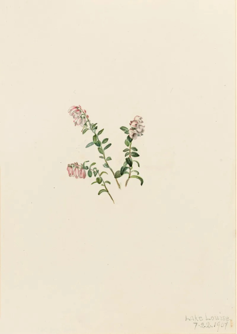 Mountain Cranberry Vaccinium Vitisidaea Minus