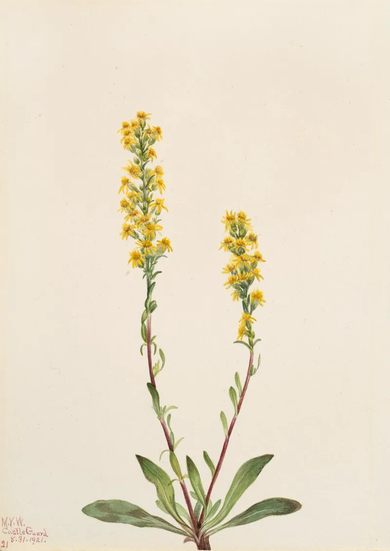 Mountain Goldenrod Solidago Oreophila