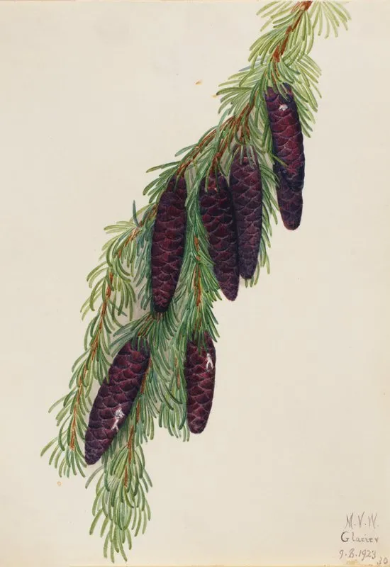 Mountain Hemlock Tsuga Mertensiana