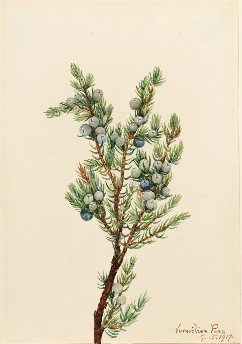 Mountain Juniper Juniperus Sibirica 2
