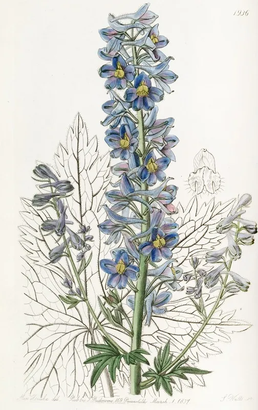 Mountain Larkspur Wall Art by Sydenham Edwards - High-Resolution Digital Print
