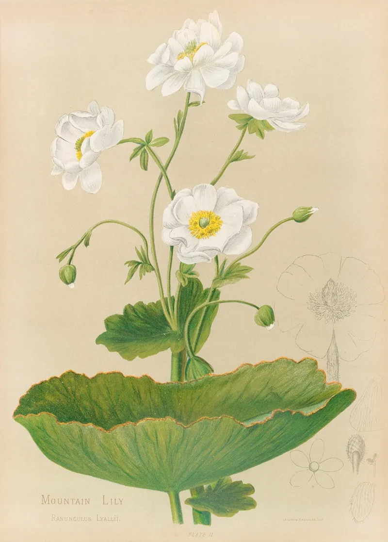 Mountain Lily Wall Art by Georgina Burne Hetley - High-Resolution Digital Print