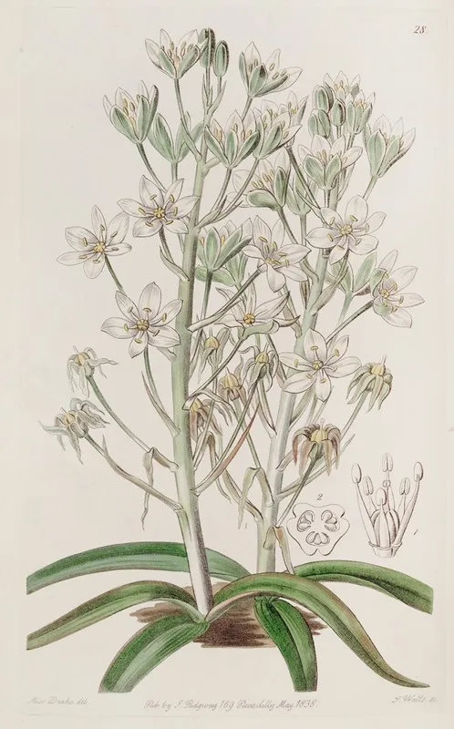 Mountain Ornithogalum Wall Art by Sydenham Edwards - High-Resolution Digital Print