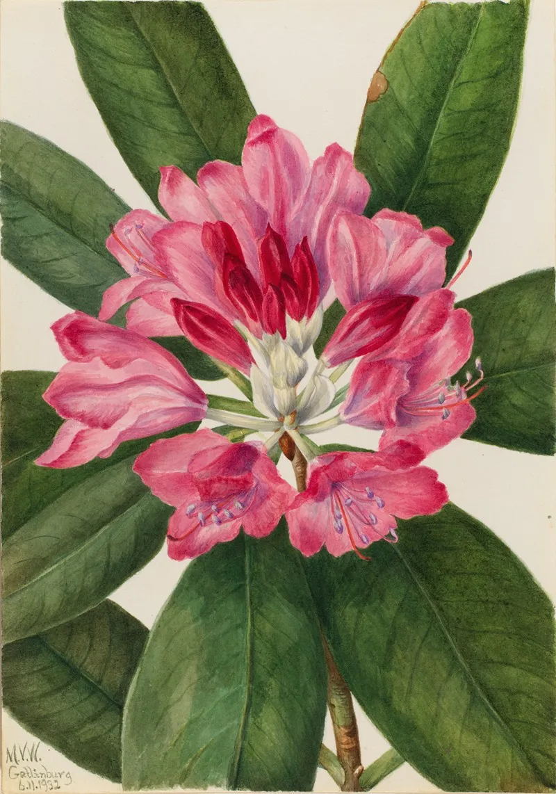 Mountain Rose Bay Rhododendron Catawbiense
