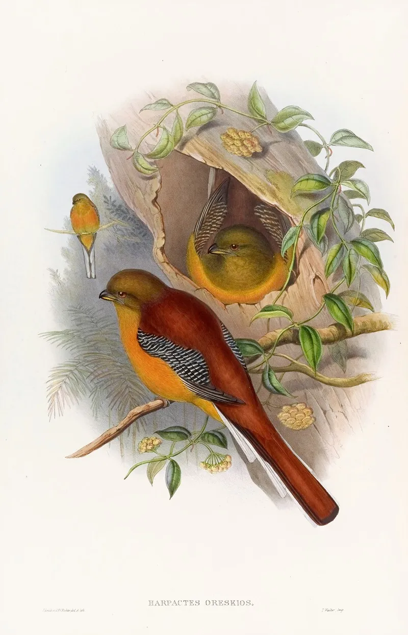 Mountain Trogon 2 Wall Art by John Gould - High-Resolution Digital Print