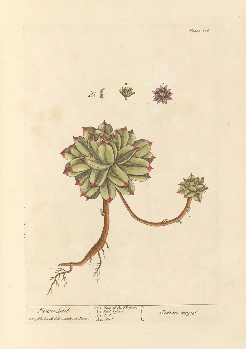 Mouse Leek Wall Art by Elizabeth Blackwell - High-Resolution Digital Print