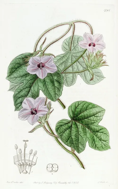 Mr Aitons Ipomaea Wall Art by Sydenham Edwards - High-Resolution Digital Print
