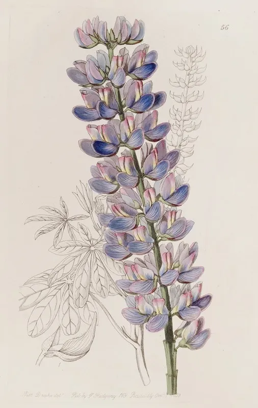 Mr Barkers Lupine Wall Art by Sydenham Edwards - High-Resolution Digital Print