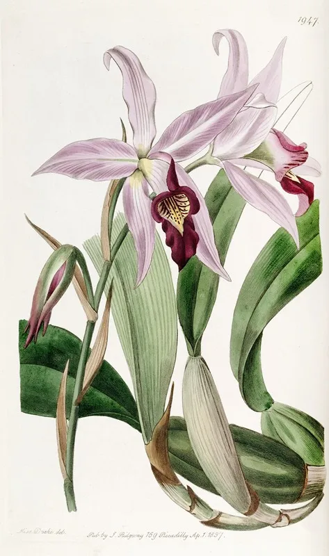 Mr Barkers Variety Of Laelia Anceps Wall Art by Sydenham Edwards - High-Resolution Digital Print