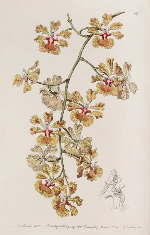 Mr Boyds Oncidium Wall Art by Sydenham Edwards - High-Resolution Digital Print