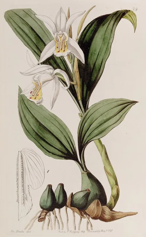 Mr Cumings Caelogyne Wall Art by Sydenham Edwards - High-Resolution Digital Print