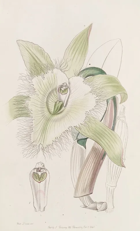 Mr Digbys Brasavola Wall Art by Sydenham Edwards - High-Resolution Digital Print