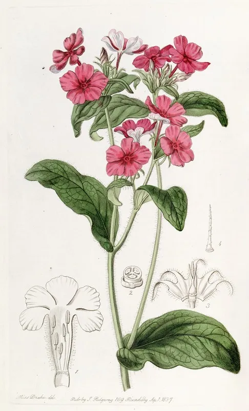 Mr Drummonds Phlox Wall Art by Sydenham Edwards - High-Resolution Digital Print
