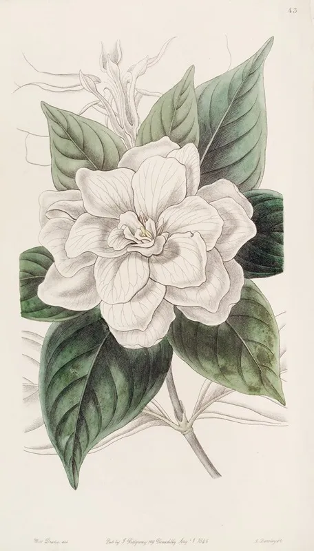 Mr Fortunes Gardenia Wall Art by Sydenham Edwards - High-Resolution Digital Print