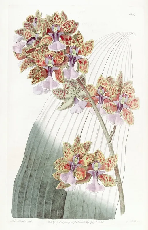 Mr Lances Oncidium Wall Art by Sydenham Edwards - High-Resolution Digital Print