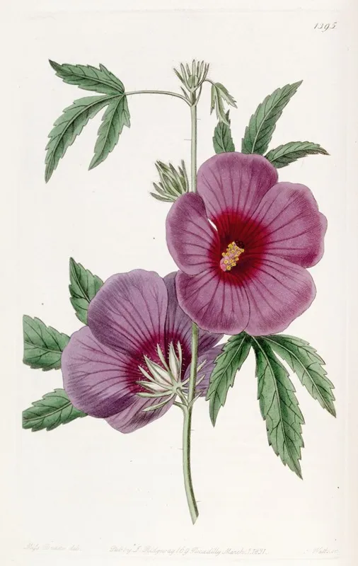 Mr Lindleys Hibiscus Wall Art by Sydenham Edwards - High-Resolution Digital Print
