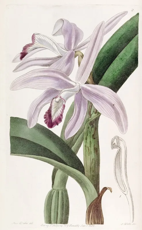 Mr Perrins Cattleya Wall Art by Sydenham Edwards - High-Resolution Digital Print