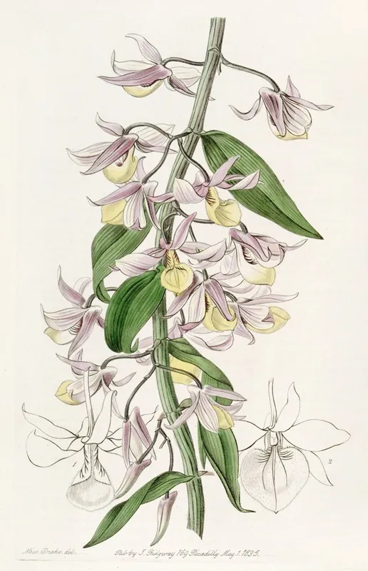 Mr Pierards Dendrobium Wall Art by Sydenham Edwards - High-Resolution Digital Print