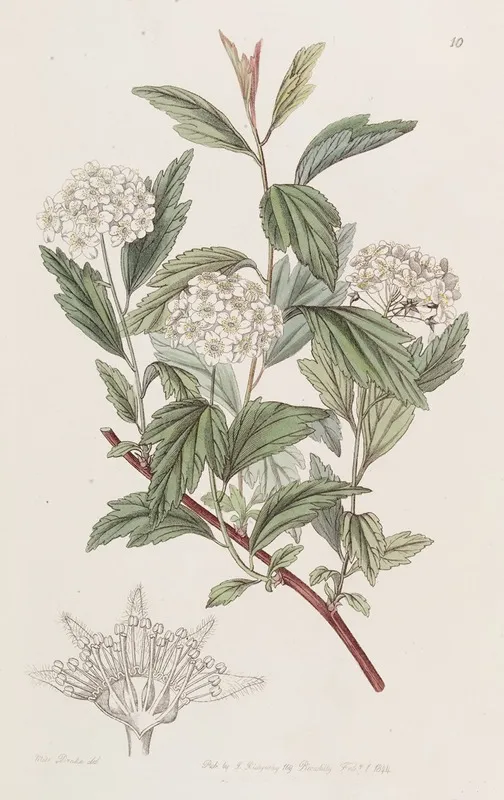 Mr Reeves Spiraea Wall Art by Sydenham Edwards - High-Resolution Digital Print