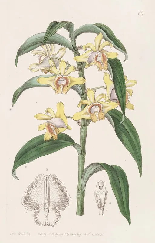 Mr Ruckers Dendrobium Wall Art by Sydenham Edwards - High-Resolution Digital Print