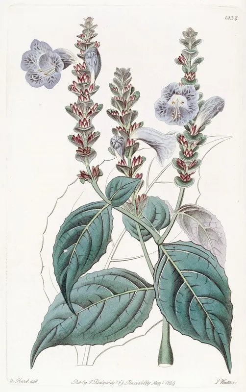 Mr Sabines Ruellia Wall Art by Sydenham Edwards - High-Resolution Digital Print
