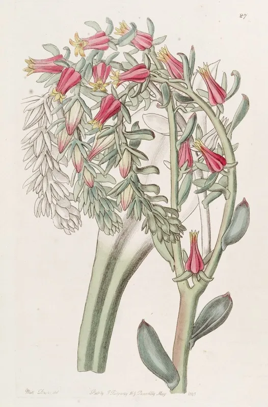 Mr Scheers Echeveria Wall Art by Sydenham Edwards - High-Resolution Digital Print