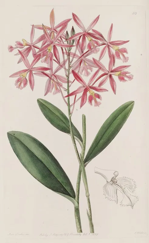 Mr Schomburgks Epidendrum Wall Art by Sydenham Edwards - High-Resolution Digital Print