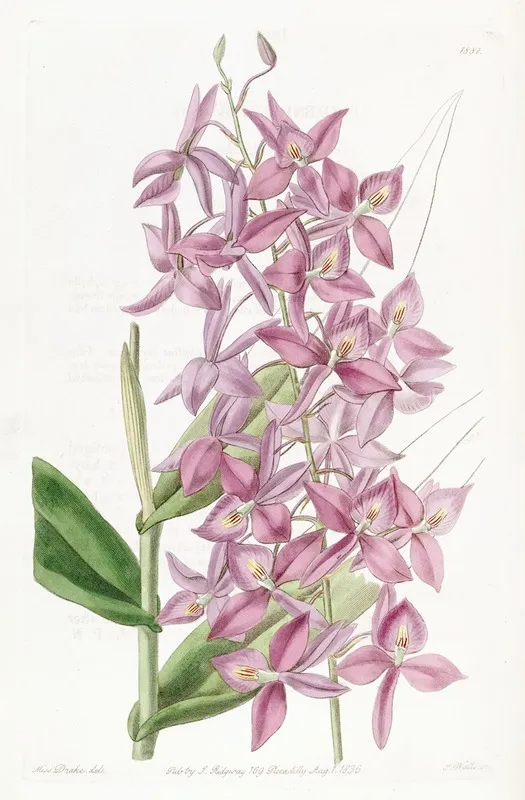 Mr Skinners Epidendrum Wall Art by Sydenham Edwards - High-Resolution Digital Print