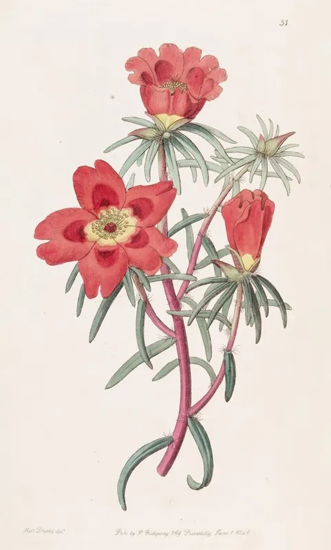 Mr Thellusons Purslane Wall Art by Sydenham Edwards - High-Resolution Digital Print