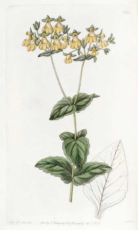 Mr W Herberts Calceolaria Small Flowered Variety Wall Art by Sydenham Edwards - High-Resolution Digital Print