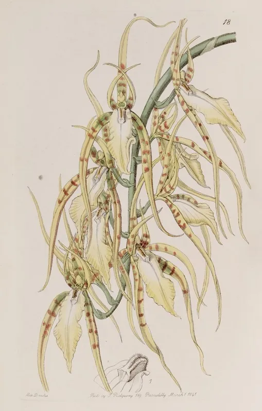 Mrs Lawrences Brassia Wall Art by Sydenham Edwards - High-Resolution Digital Print