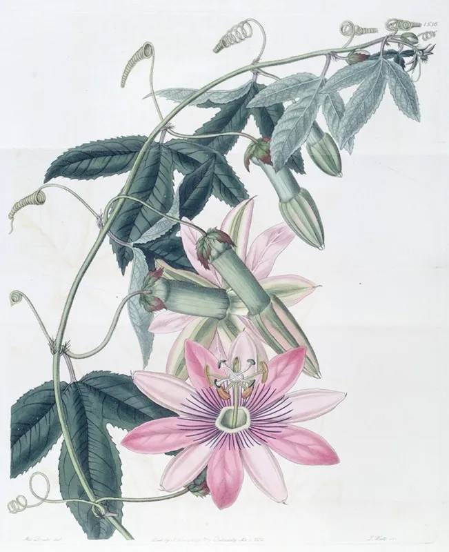 Mrs Marryats Tacsonia Wall Art by Sydenham Edwards - High-Resolution Digital Print
