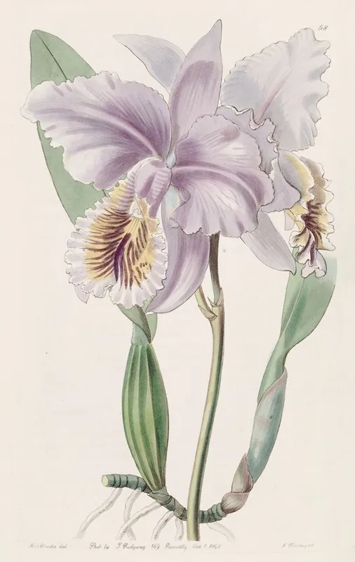 Mrs Mosss Cattleya Wall Art by Sydenham Edwards - High-Resolution Digital Print