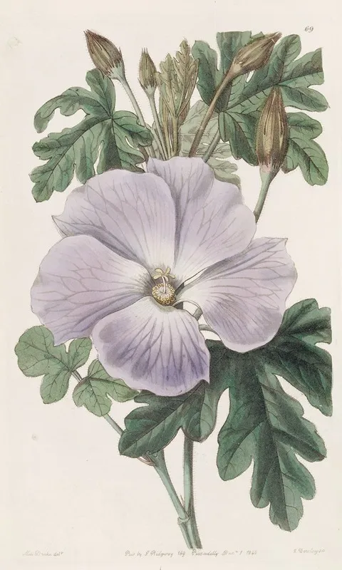 Mrs Wrays Hibiscus Wall Art by Sydenham Edwards - High-Resolution Digital Print