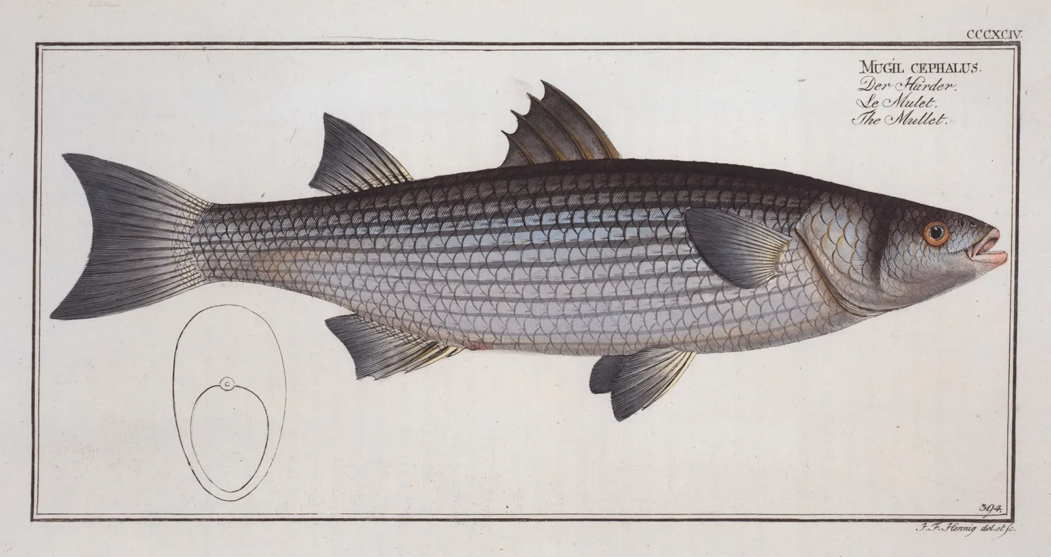 Mugil Cephalus The Mullet Wall Art by Marcus Elieser Bloch - High-Resolution Digital Print
