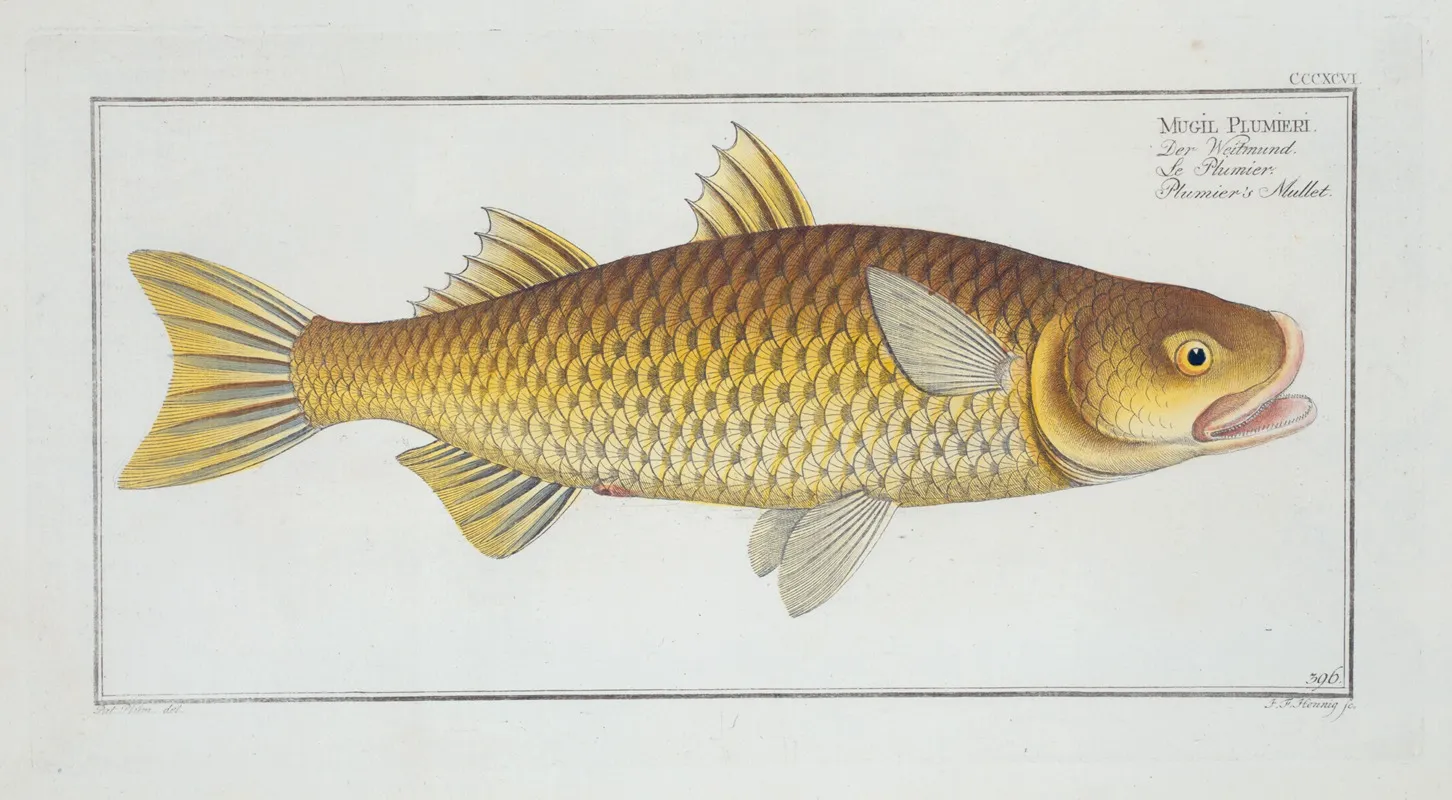 Mugil Plumeri Plumiers Mullet Wall Art by Marcus Elieser Bloch - High-Resolution Digital Print