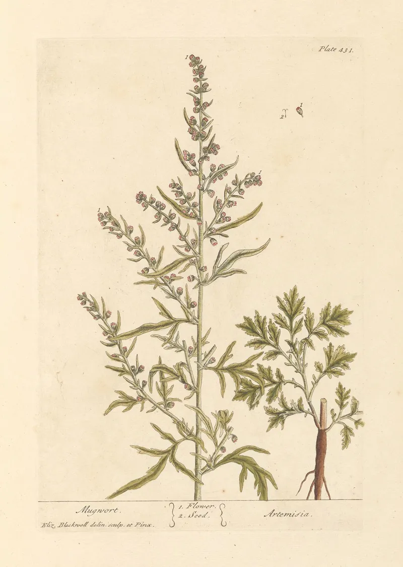 Mugwort Wall Art by Elizabeth Blackwell - High-Resolution Digital Print
