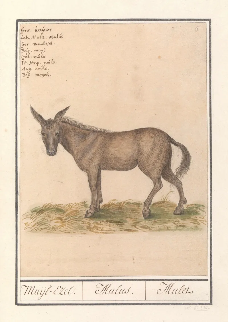 Muilezel Equus Mulus Muijl Ezel Mulus Mulet Wall Art by Anselmus Boëtius de Boodt - High-Resolution Digital Print