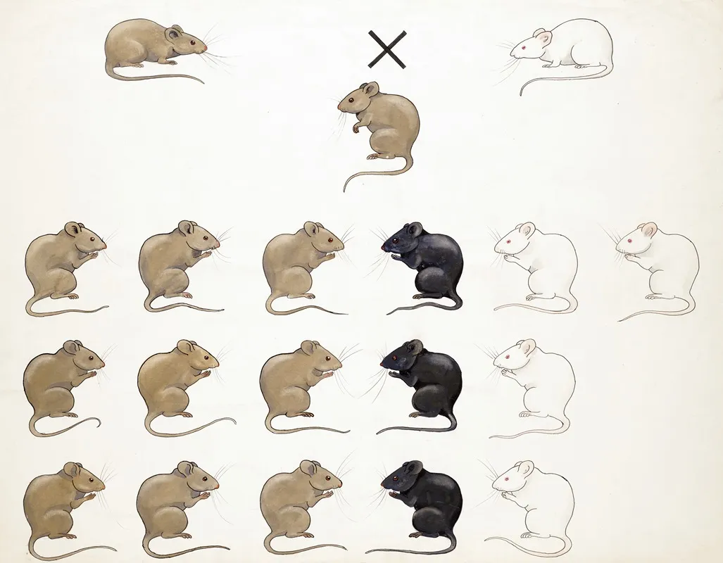 Muizen Cryptomerie Vd Agouti Factor Wall Art by A.A. van Voorn - High-Resolution Digital Print