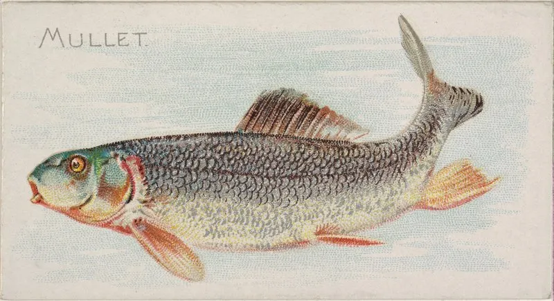 Mullet 2 Wall Art by Allen &amp; Ginter - High-Resolution Digital Print