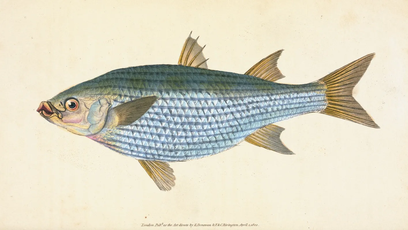 Mullet Mugil Cephalus Wall Art by Edward Donovan - High-Resolution Digital Print