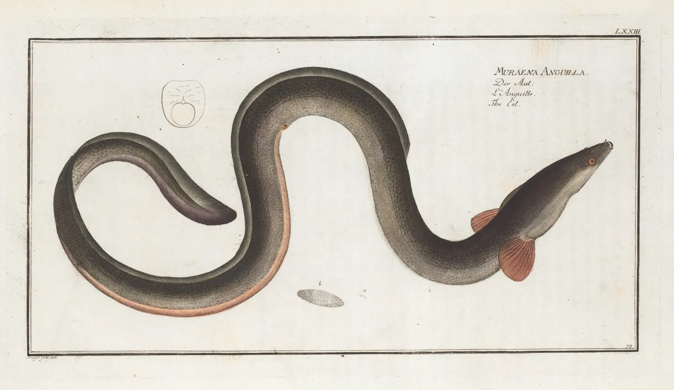 Muraena Anguilla The Eel Wall Art by Marcus Elieser Bloch - High-Resolution Digital Print
