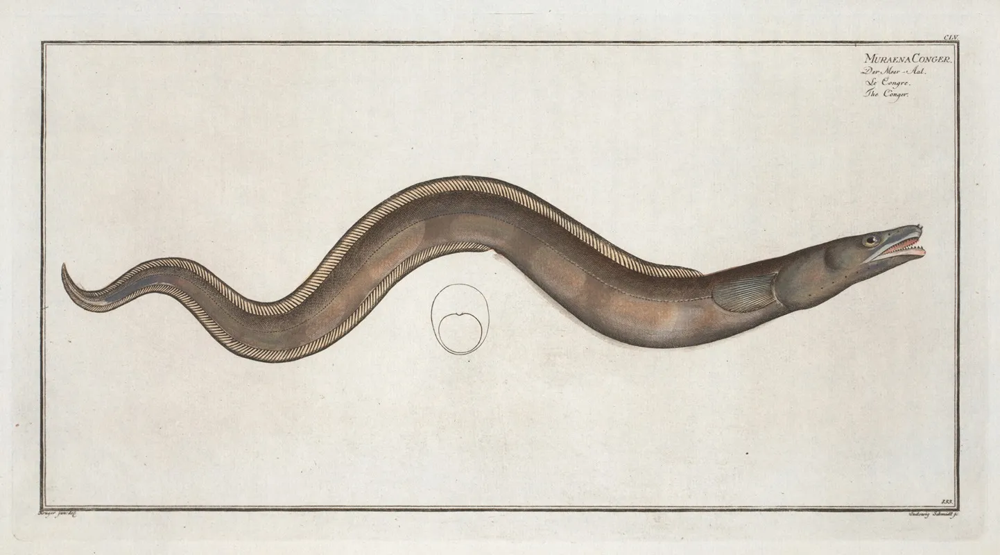 Muraena Conger The Conger Wall Art by Marcus Elieser Bloch - High-Resolution Digital Print