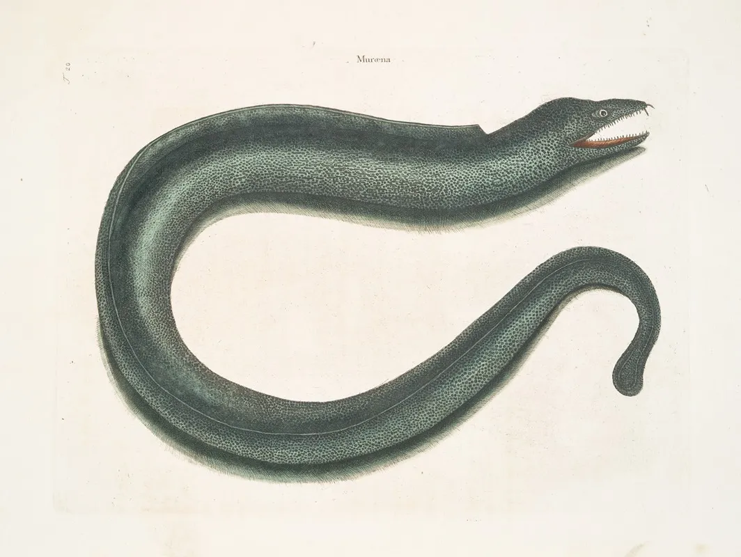 Muraena Maculata The Muray Wall Art by Mark Catesby - High-Resolution Digital Print