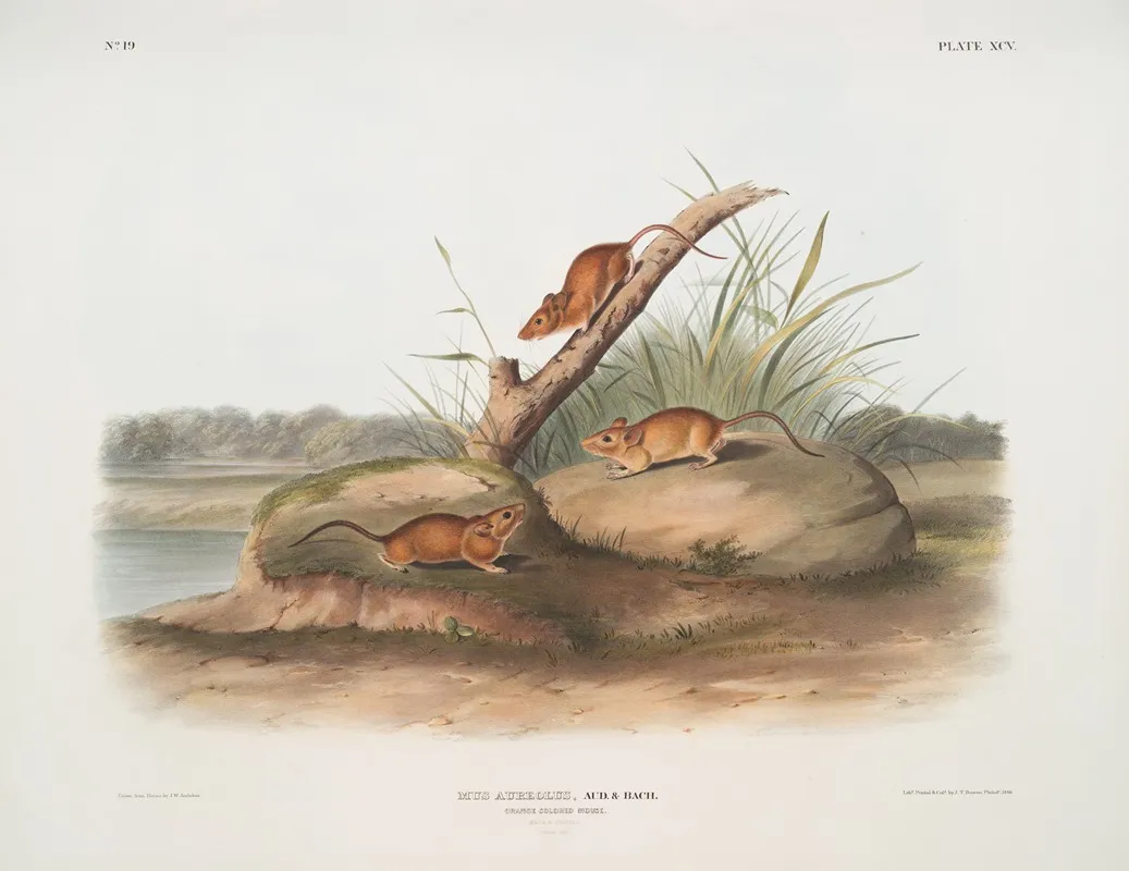 Mus Aureolus Orange Colored Mouse Male Female Natural Size Wall Art by John Woodhouse Audubon - High-Resolution Digital Print