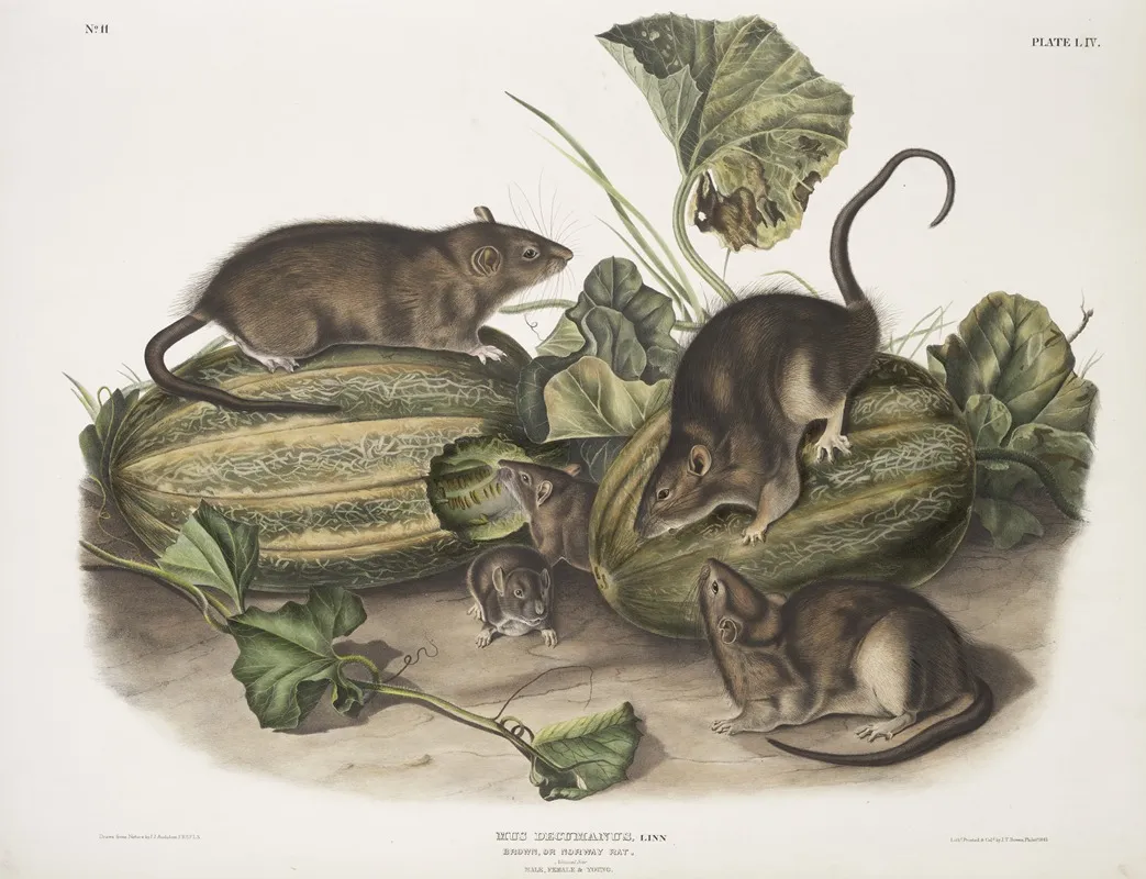 Mus Decumanus Brown Or Norway Rat Natural Size Male Female Young Wall Art by John Woodhouse Audubon - High-Resolution Digital Print