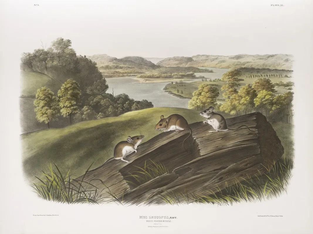 Mus Leucopus White Footed Mouse Natural Size Male Female And Young Wall Art by John Woodhouse Audubon - High-Resolution Digital Print